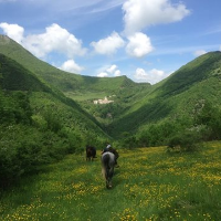 immagine di Associazione Horseback