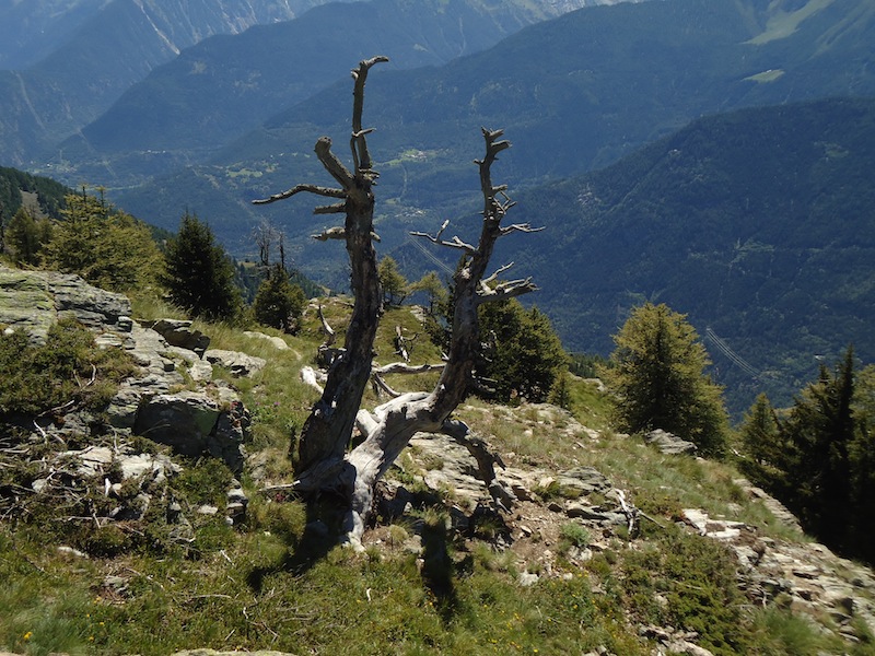 immagine di Cooperativa La Traccia